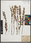 Foto von Salix myrtilloides L. x Salix repens L.